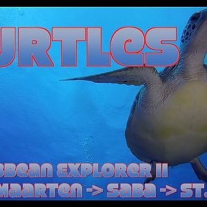 Saba & St. Kitts | Sea Turtles | Caribbean Explore II