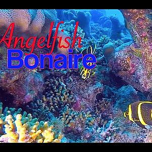Angelfish Bonaire