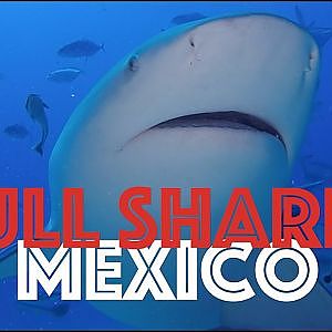 Bull Shark - Playa del Carmen