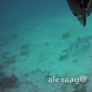 white tip shark in Sicolon Cove resort, Laguindingan, Misamis Oriental...   Dec3,2016 - YouTube