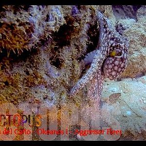 Octopus - CANO ISLAND, DRAKE BAY
