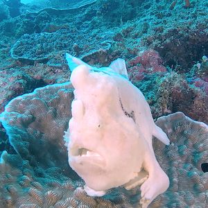 Frogfish White GOPR4348.Vivid