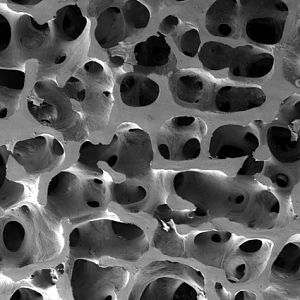 Bone-Microscopic View