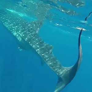 Whale Shark - Tiburón Ballena - YouTube