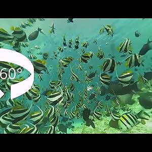SCUBA MALDIVES 360° 3D VR Underwater - Vuze