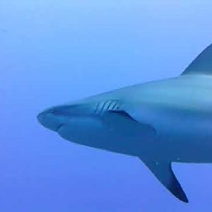 Caribbean Reef Shark Swim - YouTube