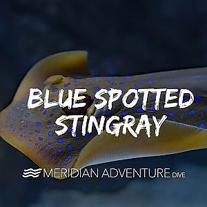 The Blue Spotted Sting Ray. - YouTube