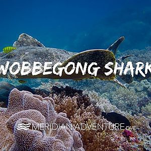 The Wobbegong Shark - YouTube