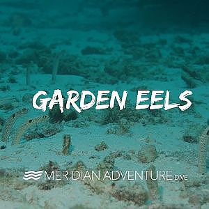 Garden Eels - YouTube