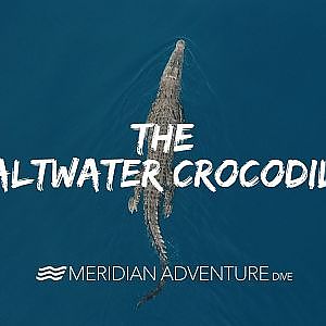 The Saltwater Crocodile - YouTube