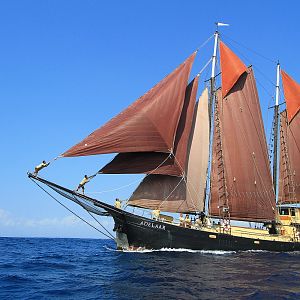 Adelaar-Full-Sail