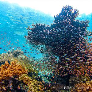 Raja Ampat Reef Fish
