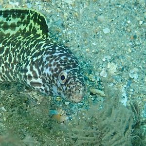Spotted Moray Bhb March 2019
