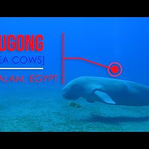 Diving with Dugongs in Egypt