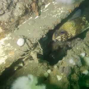 Rockfish and unwanted visitor - GB Church