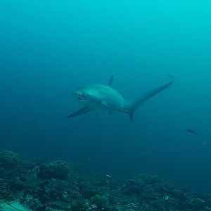 Thresher Sharks Of Malapascua