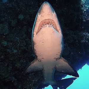 Rottnest Island Shark Cave