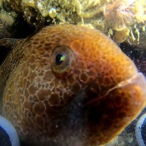 Wolf Eel Tries to Eat my Camera