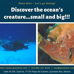 Discover the Ocean's Creature... Small and Big!!!