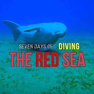 Seven Days of Diving in the Red Sea