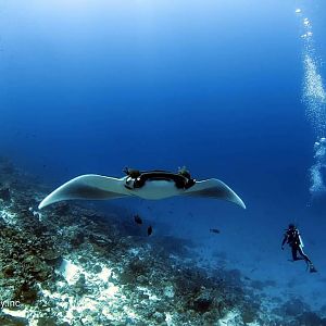 What Makes Southern Atolls Maldives Exciting To Dive Hassan