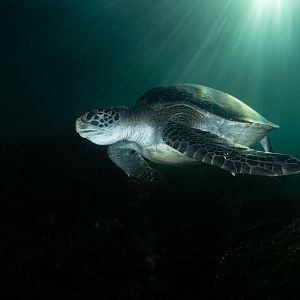 Green Sea Turtle in La Jolla
