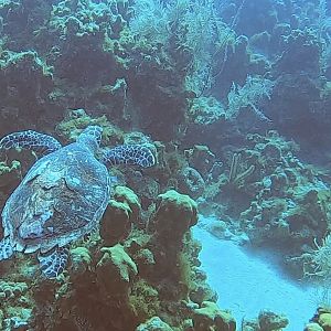 Cayman2020-Turtle01