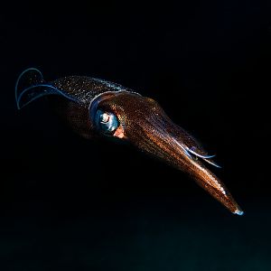 St Lucia Squid