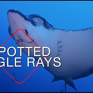 Spotted Eagle Rays in the Galapagos