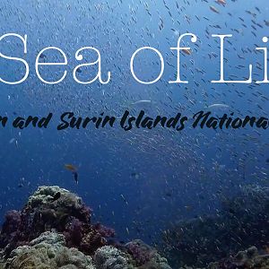 Diving in the Similan and Surin Islands National Parks - season 2018-2019