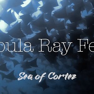 Fever of Mobula Rays - Los Islotes - Sea of Cortez - Mexico - May 2018