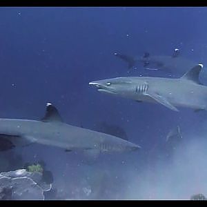 Whitetip reef sharks & giant trevallies - Crystal Rock - Komodo National Park - Indonesia 2015