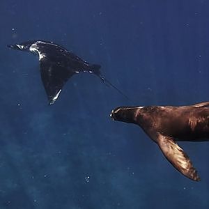 California sea lions & giant "oceanic" mantas - sea of Cortez - Mexico