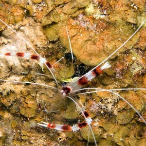 Banded-Coral-Shrimp