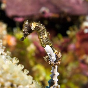 Seahorse-Yellow-and-Black