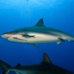 Shark-6