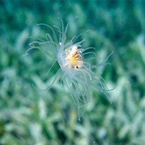 Solitary-Gorgonian-Hydroid