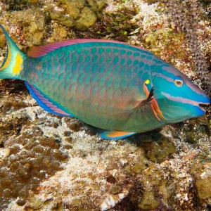 Stoplight-Parrotfish-2
