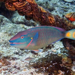 Stoplight-Parrotfish-Termin