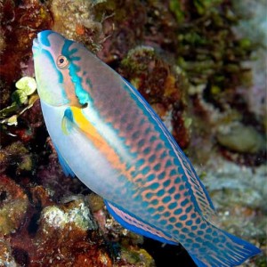 Striped-Parrotfish