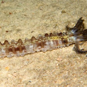 Beaded Sea Cucumber