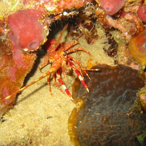 Red Banded Lobster
