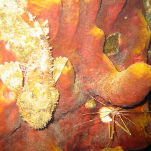 Scorpionfish and spyder crab
