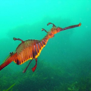 Weedy Sea Dragon Bicheno