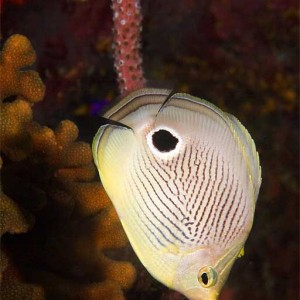Foureye-Butterflyfish