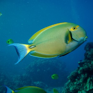 Parrot Fish ( I Think)