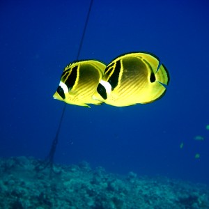 2 Butterfly Fish
