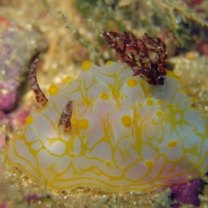 Nudibranch - Halgerda malesso