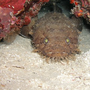 Toadfish