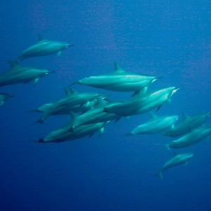 spinner_dolphins_3